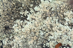 Flavoparmelia haysomii