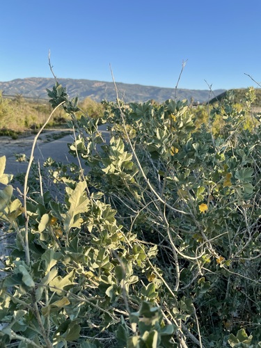 Image of Malacothamnus nuttallii by (c) Matt Berger, some rights reserved (CC BY)