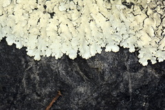 Flavoparmelia haysomii