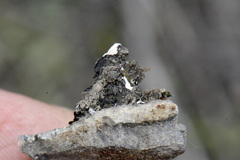 Flavoparmelia haysomii