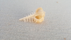 Vokesimurex cabritii