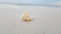 Vokesimurex cabritii