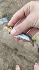 Pimelodella laticeps