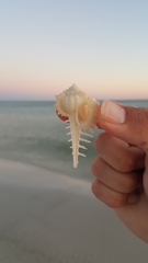 Vokesimurex cabritii