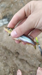 Pimelodella laticeps