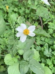 Bidens alba
