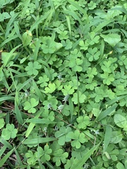 Oxalis corniculata