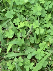 Oxalis corniculata