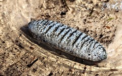 Holothuria scabra