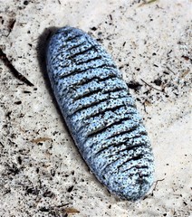 Holothuria scabra
