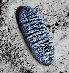 Holothuria scabra