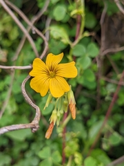 Oxalis spiralis