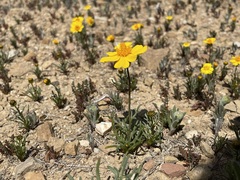 Leptosyne calliopsidea