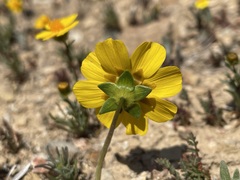 Leptosyne calliopsidea