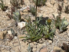 Leptosyne calliopsidea