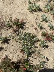 Pectocarya anisocarpa