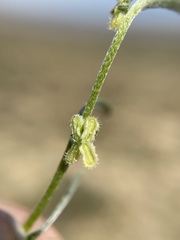 Pectocarya anisocarpa