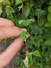 Oxalis spiralis