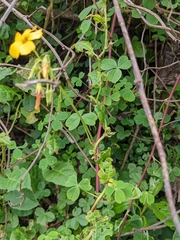 Oxalis spiralis