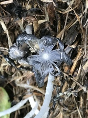 Coprinellus flocculosus