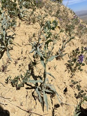 Amsinckia vernicosa