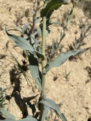 Amsinckia vernicosa