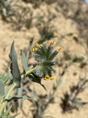 Amsinckia vernicosa