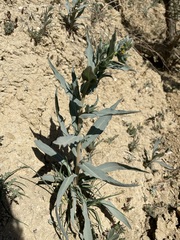 Amsinckia vernicosa