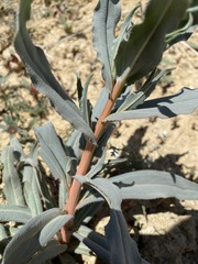 Amsinckia vernicosa