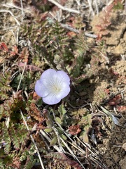 Phacelia douglasii