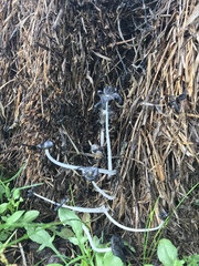 Coprinellus flocculosus