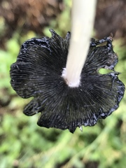 Coprinellus flocculosus