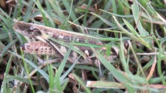 Rhammatocerus pictus