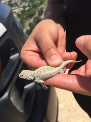 Sceloporus merriami