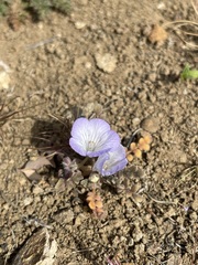 Phacelia douglasii