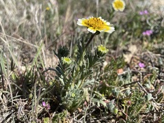 Layia munzii