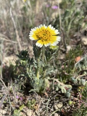 Layia munzii
