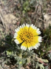 Layia munzii