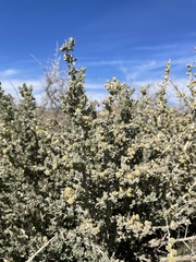 Atriplex spinifera