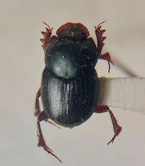 Onthophagus velutinus
