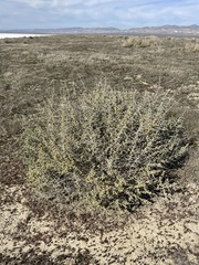 Atriplex spinifera