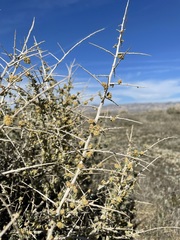 Atriplex spinifera