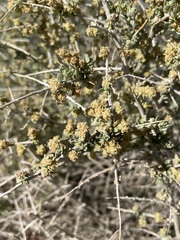 Atriplex spinifera