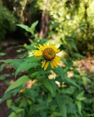 Leptocarpha rivularis