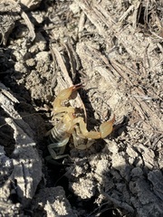 Paruroctonus soda
