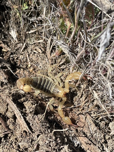 Soda Lake Scorpion