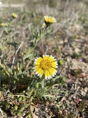 Layia munzii