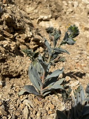 Amsinckia vernicosa