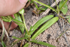 Phlox cuspidata