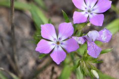 Phlox cuspidata